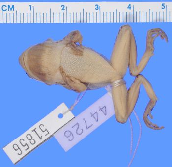 Media type: image; Herpetology A-51856